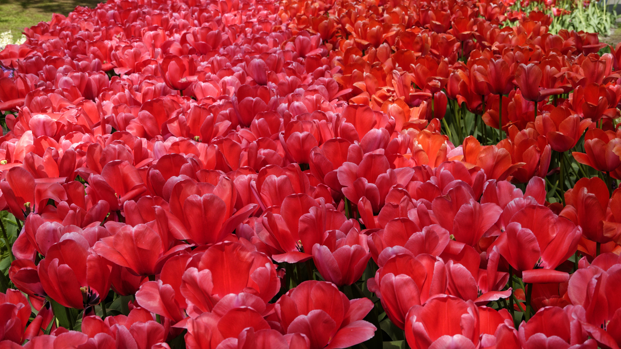20140423 124508 Keukenhof Gardens, Lisse, South Holland, Netherlands